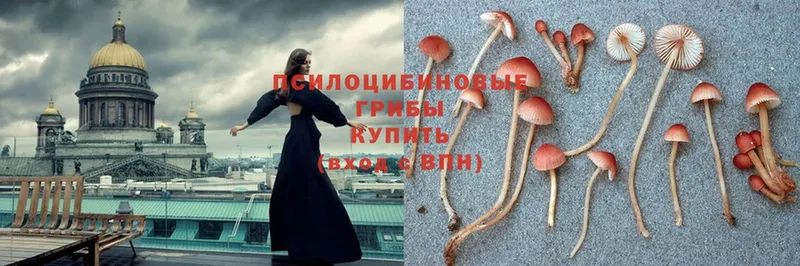 где продают наркотики  Слюдянка  Псилоцибиновые грибы MAGIC MUSHROOMS 